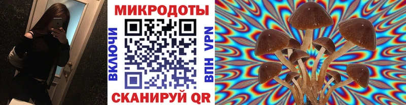 Купить где  Камешково  Псилоцибиновые грибы GOLDEN TEACHER 